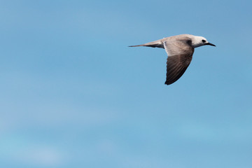 Grey Ternlet in Australia