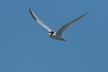 Fototapeta na wymiar Least Tern in Texas USA