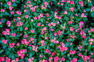Obraz na płótnie Canvas Pink flower, morning light, bright colors, close-up