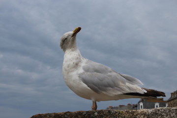 Saint-Malo intra-muros