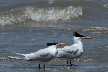 Royal Tern in Texas USA
