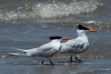Royal Tern in Texas USA