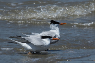 Royal Tern in Texas USA