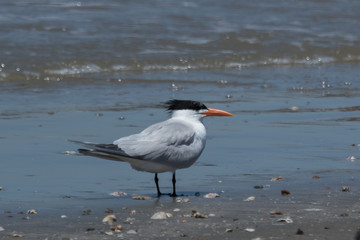 Royal Tern in Texas USA