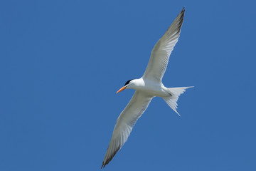 Fototapeta na wymiar Royal Tern in Texas USA