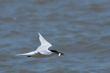 Fototapeta na wymiar Sandwich Tern in Texas USA