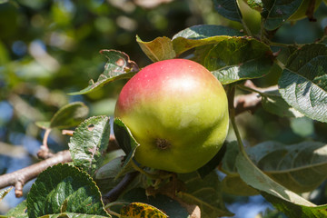 Red and green apple ripening on an apple tree in an orchard during summer