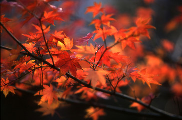 red autumn leaves