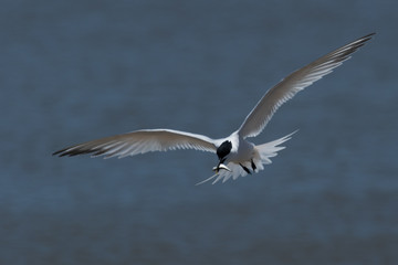 Fototapeta na wymiar Sandwich Tern in Texas USA