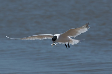 Sandwich Tern in Texas USA