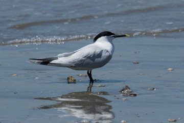 Sandwich Tern in Texas USA