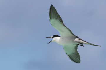 Sooty Tern in Australia
