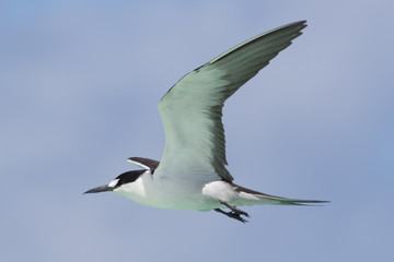 Fototapeta premium Sooty Tern in Australia