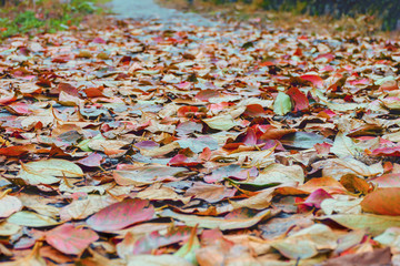  Autumn red leaves on a path in park