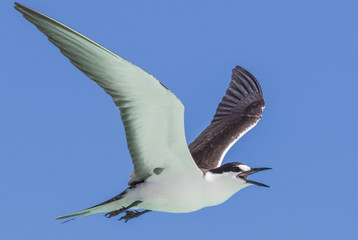 Sooty Tern in Australia