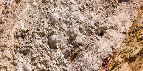 Fossils in the Andes, Huancayo, Peru