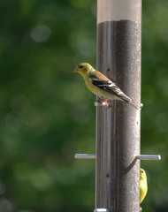 American Yellow Finch feeding on feeder