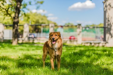 Cute happy fluffy young brown mongrel dog with mouth open showing pink tongue standing on green grass in a park on a sunny summer day. Blue sky with clouds and blurry city background.