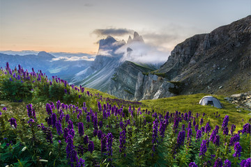 Tent in flower bed in front of beautiful rugged Seceda mountain range at sunrise in South Tyrol,...