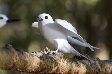 White Tern on Norfolk Island