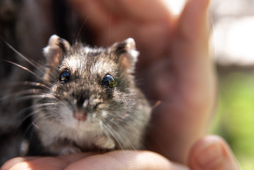 little hamster in hand