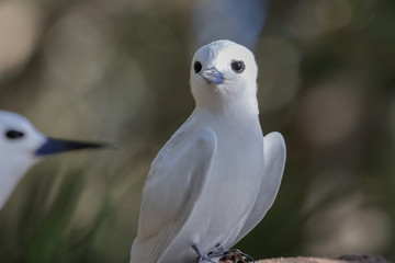 White Tern on Norfolk Island