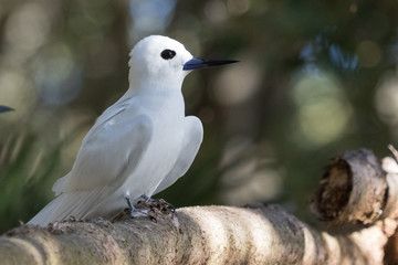 White Tern on Norfolk Island