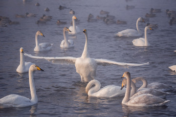 The swan flaps its wings. Dries wings and shows its dominance. 