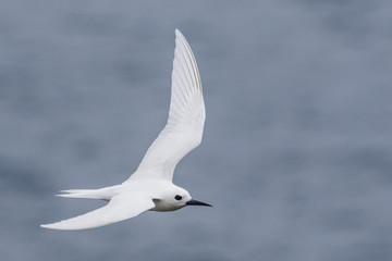 White Tern on Norfolk Island