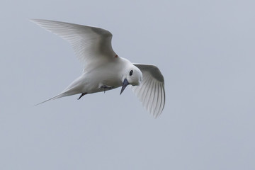 White Tern on Norfolk Island