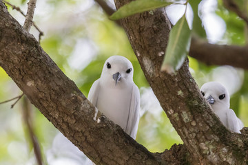White Tern on Norfolk Island