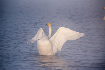 The swan flaps its wings. Dries wings and shows its dominance. 