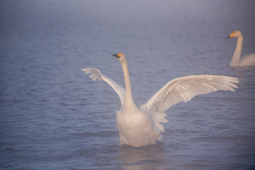 The swan flaps its wings. Dries wings and shows its dominance. 