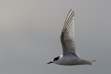 White Fronted Tern in Australasia