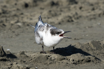 White Fronted Tern in Australasia