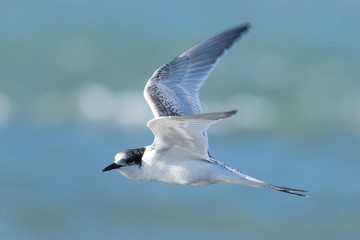 White Fronted Tern in Australasia