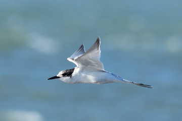 White Fronted Tern in Australasia