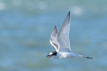 White Fronted Tern in Australasia