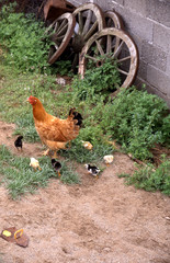  hens and chicks in the garden