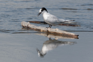 Fototapeta premium White Fronted Tern in Australasia