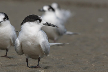 White Fronted Tern in Australasia