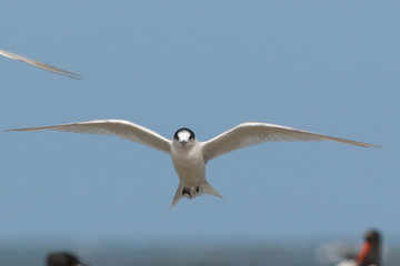White Fronted Tern in Australasia