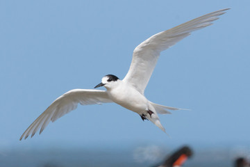 White Fronted Tern in Australasia