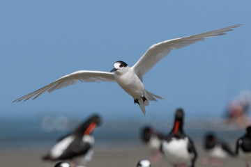 White Fronted Tern in Australasia