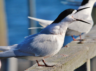 White Fronted Tern in Australasia