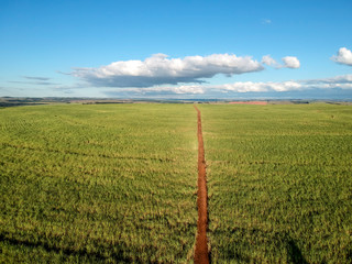 Fototapeta premium Green sugar cane field on Sao Paulo state, Brazil