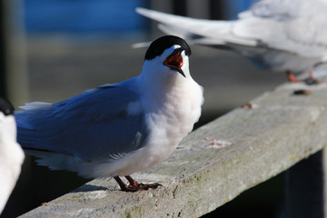 White Fronted Tern in Australasia