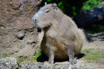 View of a Capybara (Hydrochoerus hydrochaeris)