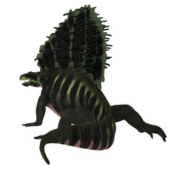 Fototapeta premium Edaphosaurus Dinosaur Tail - Edaphosaurus was a sailback carnivorous dinosaur that lived during the Carboniferous and Permian Periods.