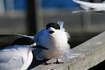 White Fronted Tern in Australasia